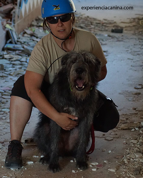 Adiestramiento de perros | Servicios profesionales